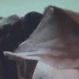 pwaterspigwings10 