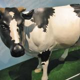 interstellar024 Vache en rsine, muse d'Histoire naturelle de Lyon.