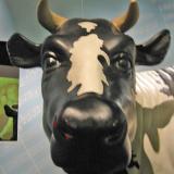 interstellar026 Vache en rsine, muse d'Histoire naturelle de Lyon.