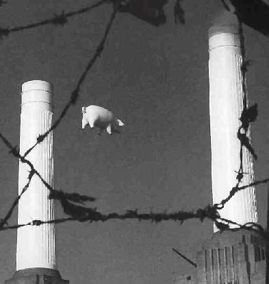 pinkpigs04 