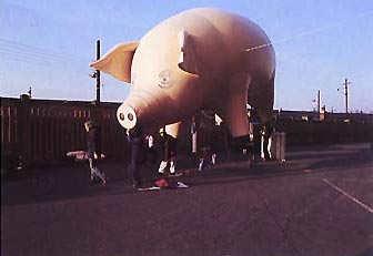 pinkpigs05 