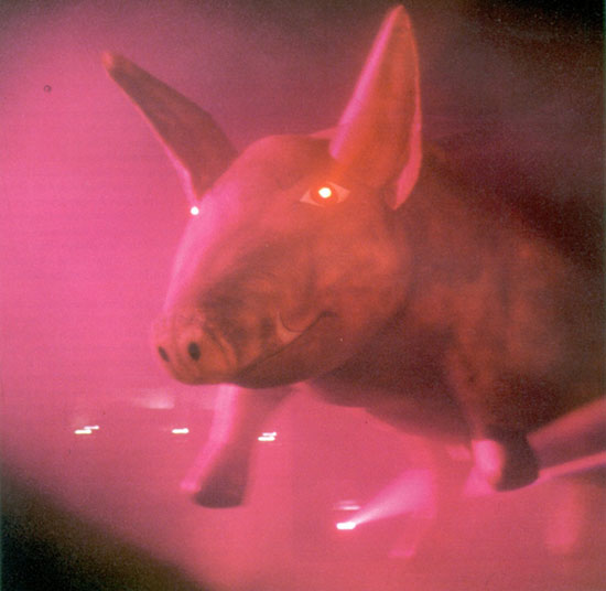 pinkpigs12 