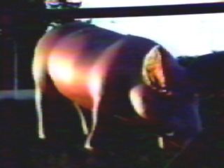 pinkpigs13 