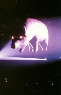 pinkpigs15 