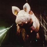 pinkpigs25 