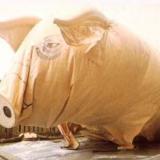 pinkpigs28 