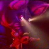 pinkpigs36 